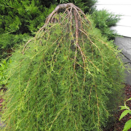 Caragana arborescens "Wolker" - karagana stromovitá